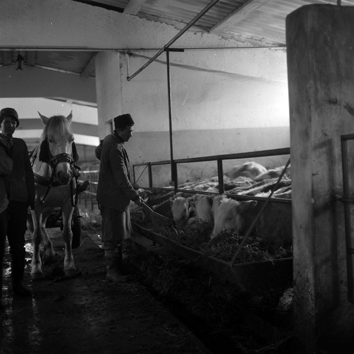 minerva_1986-1987_agrar_c3r4_008