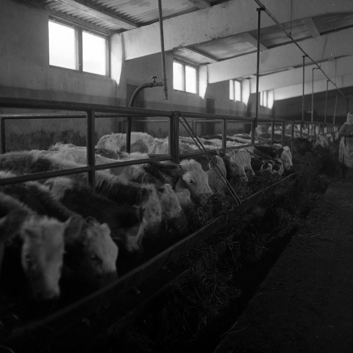 minerva_1986-1987_agrar_c3r4_010