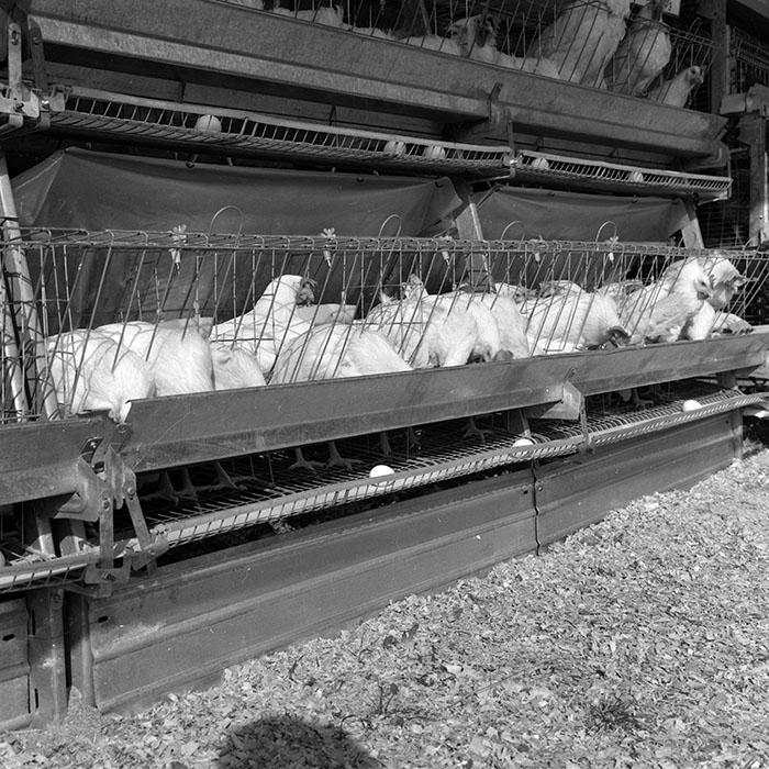 minerva_1986-1987_agrar_c3r5_020