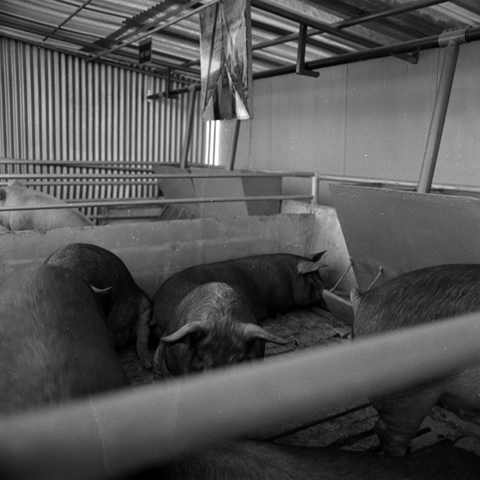 minerva_1986-1987_agrar_c4r1_022