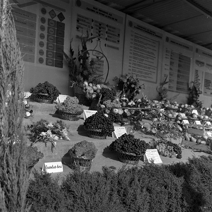 minerva_1986-1987_agrar_c4r1_034