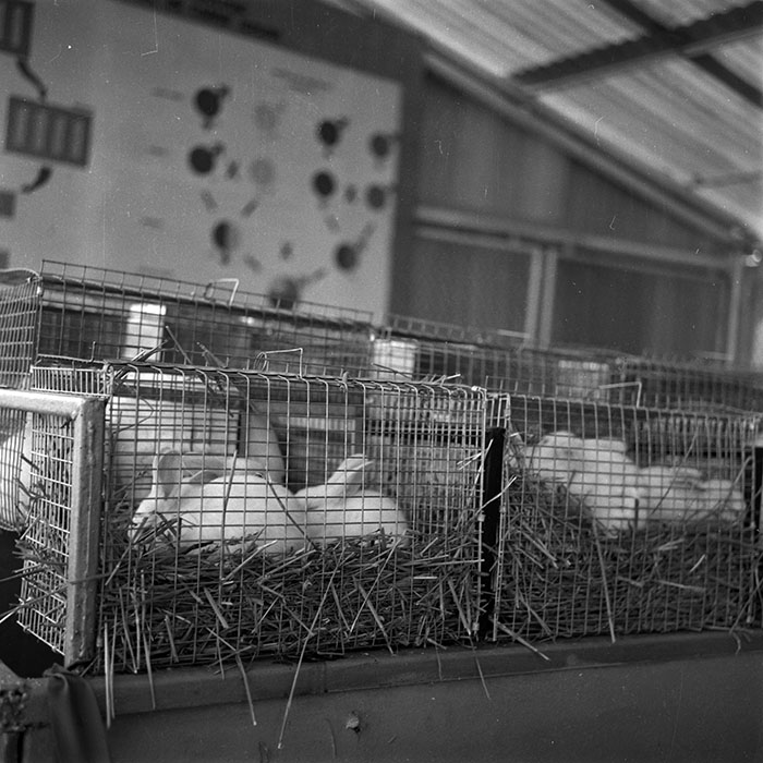 minerva_1986-1987_agrar_c4r2_035