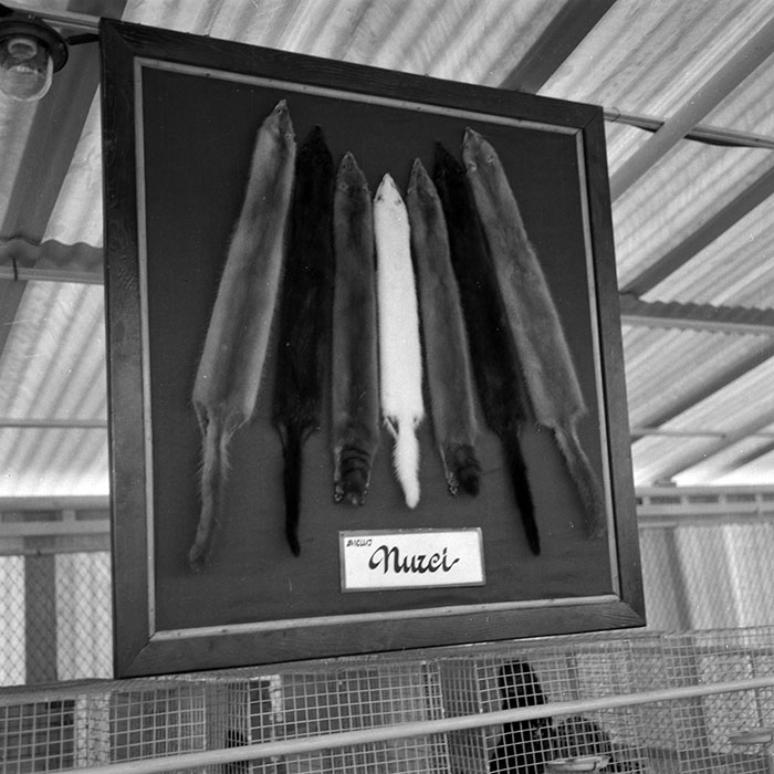 minerva_1986-1987_agrar_c4r2_036