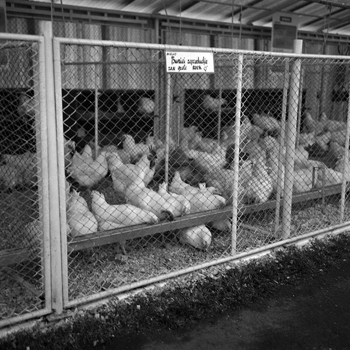 minerva_1986-1987_agrar_c4r2_039