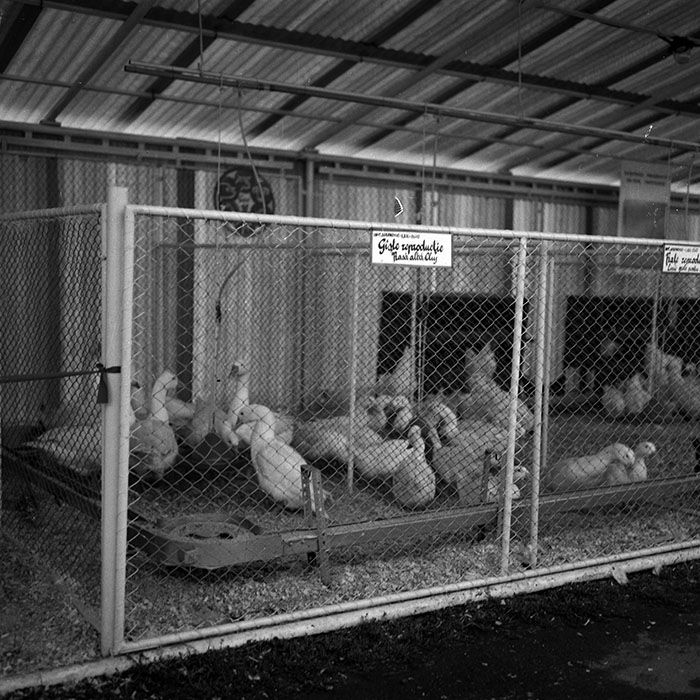 minerva_1986-1987_agrar_c4r2_040