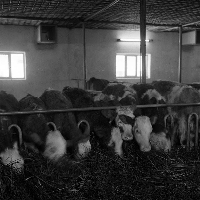 minerva_1986-1987_agrar_c4r4_003