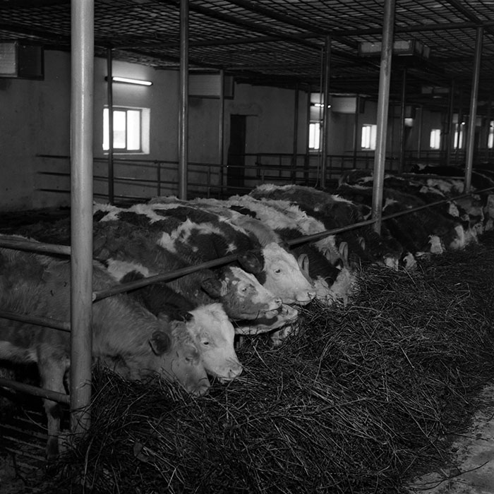 minerva_1986-1987_agrar_c4r4_005