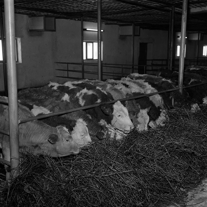 minerva_1986-1987_agrar_c4r4_006