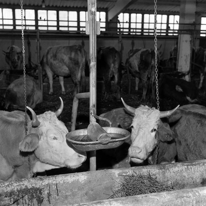 minerva_1986-1987_agrar_c4r4_007