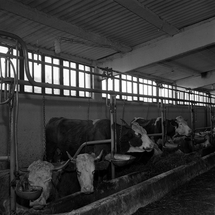 minerva_1986-1987_agrar_c4r4_008