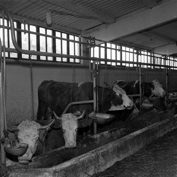 minerva_1986-1987_agrar_c4r4_009