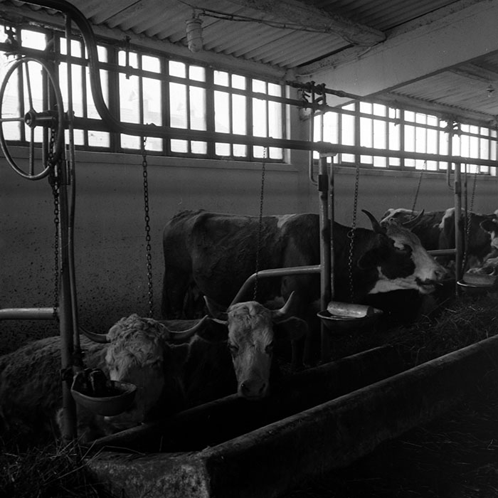 minerva_1986-1987_agrar_c4r4_010