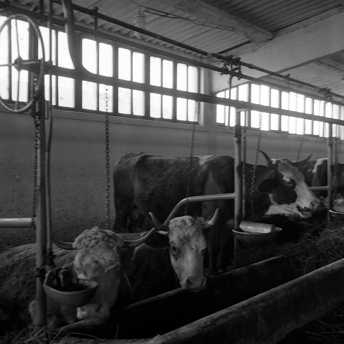 minerva_1986-1987_agrar_c4r4_012