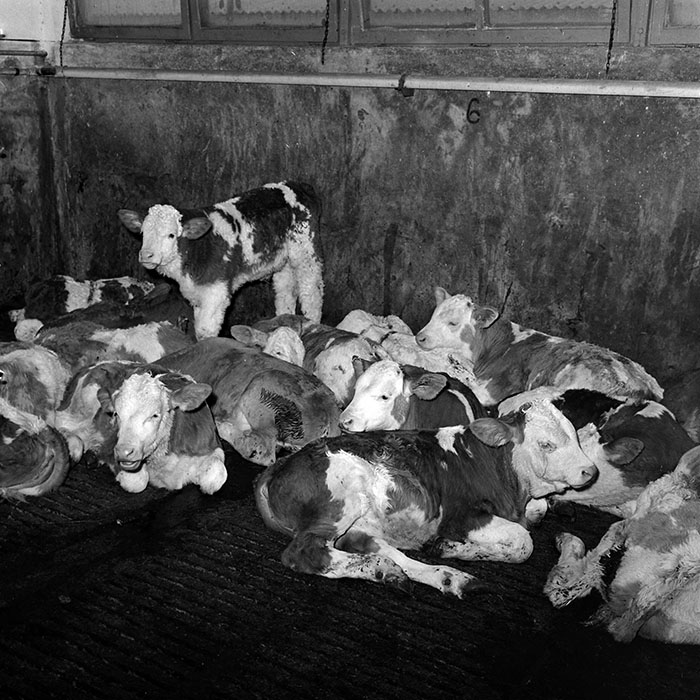 minerva_1986-1987_agrar_c4r4_016