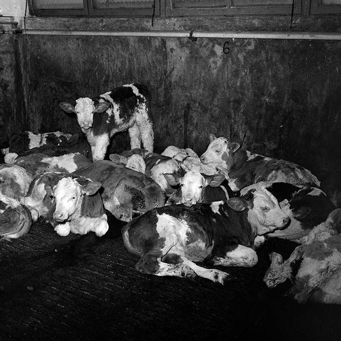 minerva_1986-1987_agrar_c4r4_017