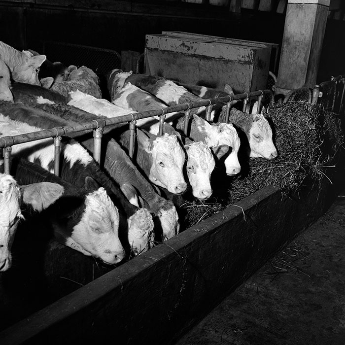 minerva_1986-1987_agrar_c4r4_018