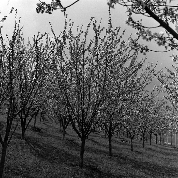 minerva_1986-1987_agrar_c4r4_023