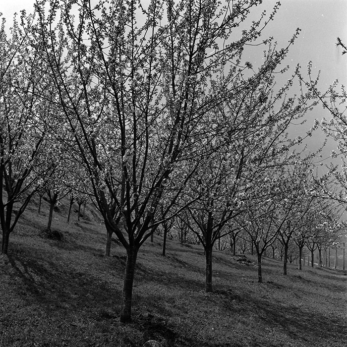 minerva_1986-1987_agrar_c4r4_024