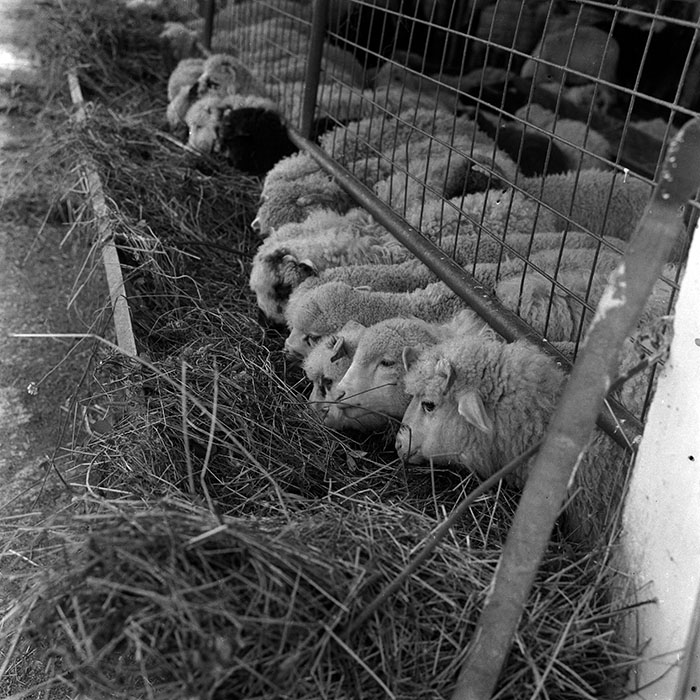 minerva_1986-1987_agrar_c4r4_026