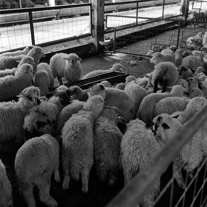 minerva_1986-1987_agrar_c4r4_027