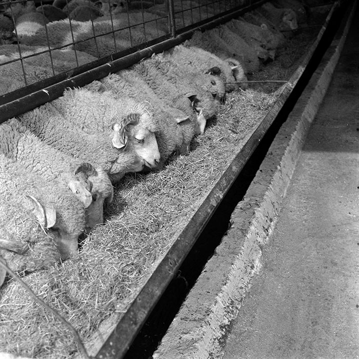 minerva_1986-1987_agrar_c4r4_028