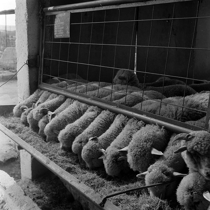 minerva_1986-1987_agrar_c4r4_029