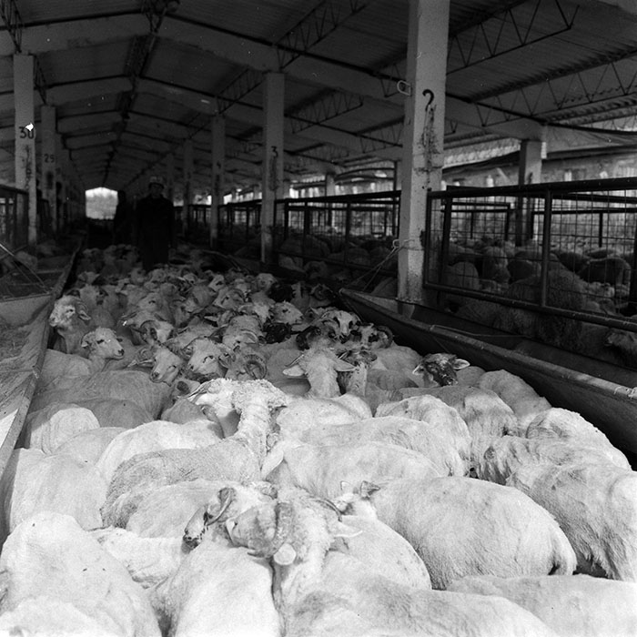 minerva_1986-1987_agrar_c4r4_030