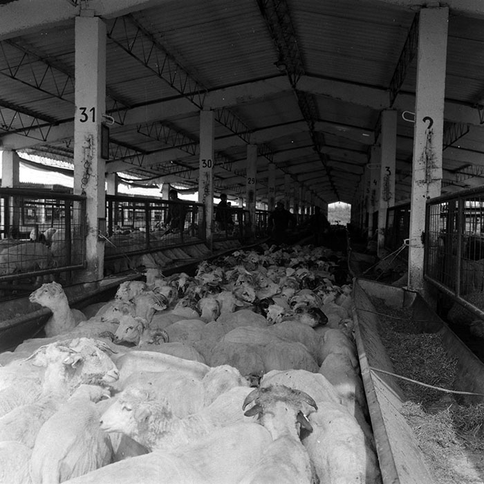 minerva_1986-1987_agrar_c4r4_031