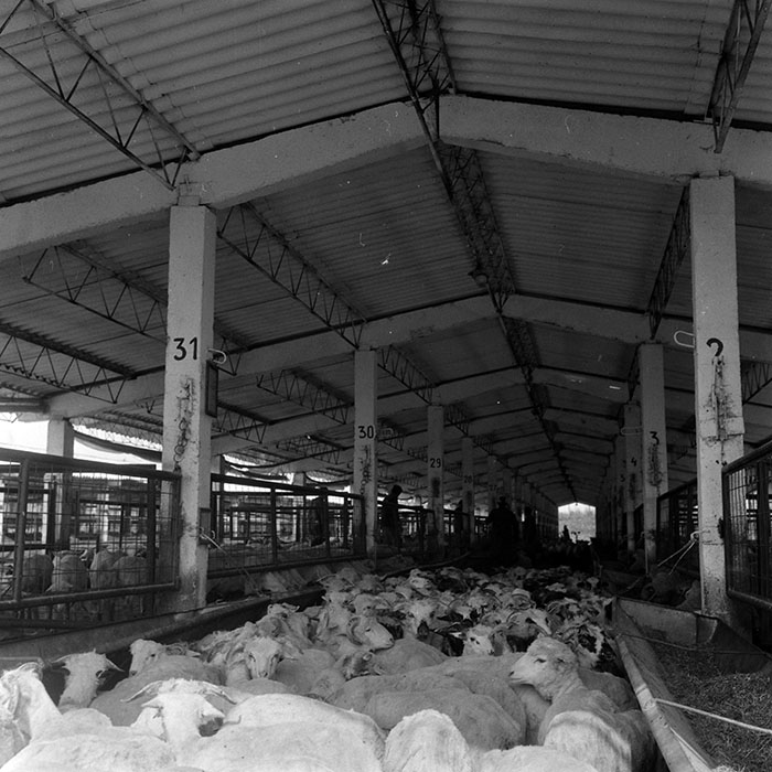 minerva_1986-1987_agrar_c4r4_032