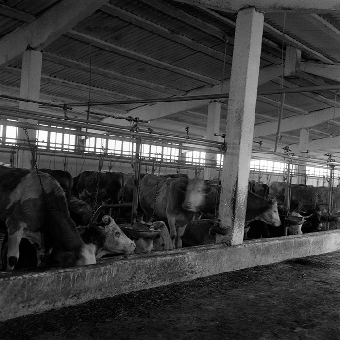 minerva_1986-1987_agrar_c4r4_051