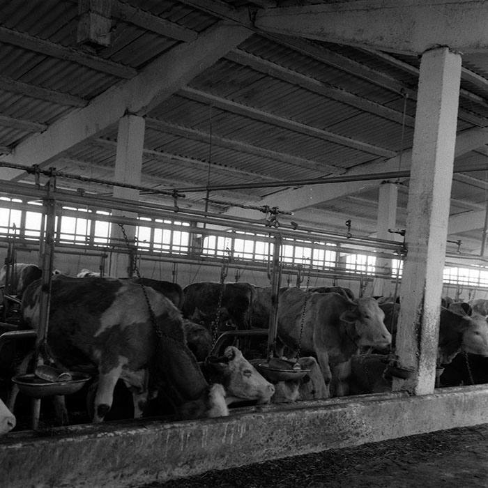 minerva_1986-1987_agrar_c4r4_052