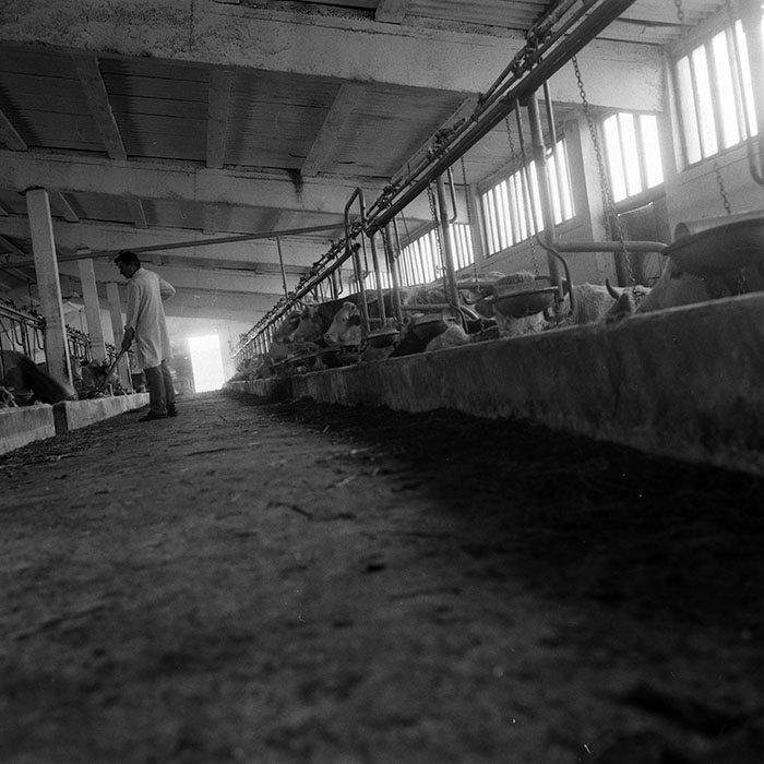 minerva_1986-1987_agrar_c4r4_053