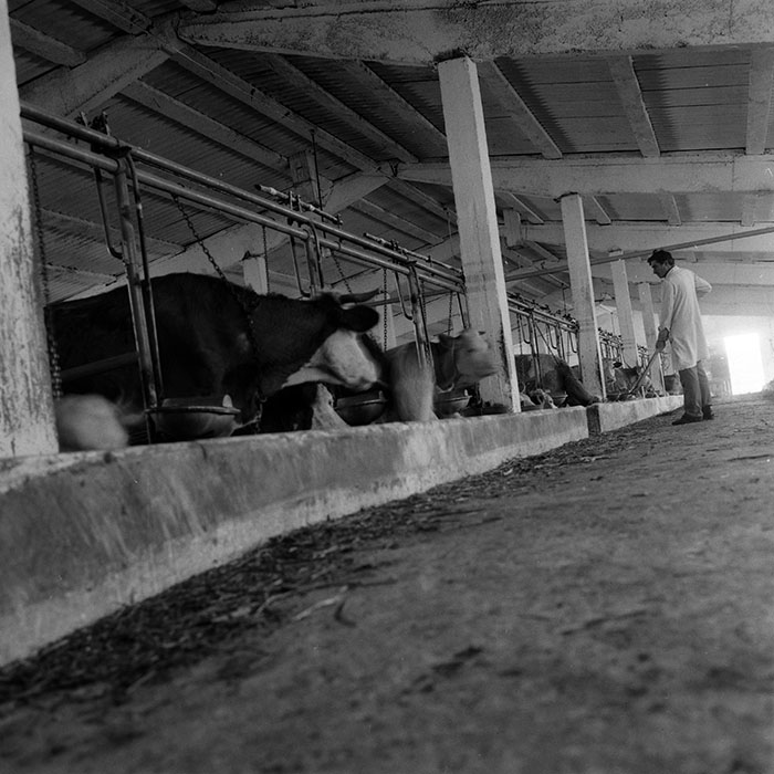 minerva_1986-1987_agrar_c4r4_054