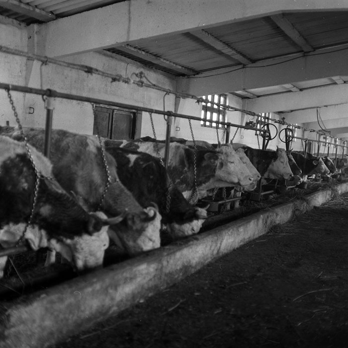 minerva_1986-1987_agrar_c4r5_014