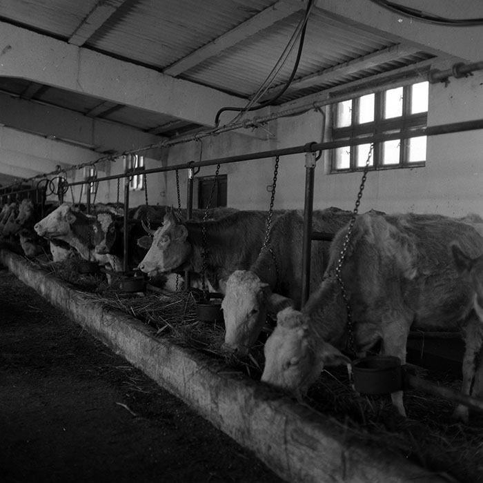 minerva_1986-1987_agrar_c4r5_027