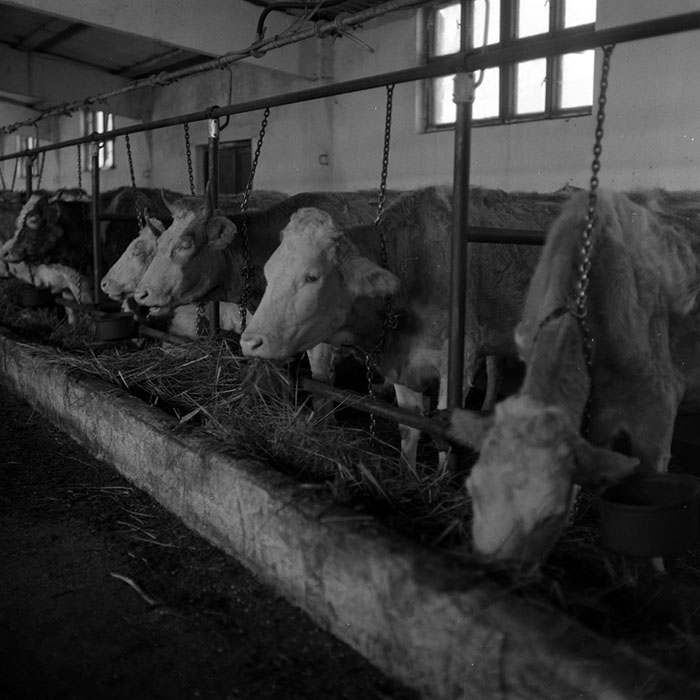 minerva_1986-1987_agrar_c4r5_028