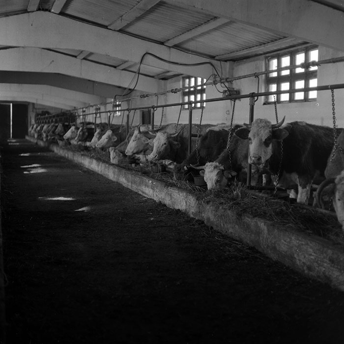 minerva_1986-1987_agrar_c4r5_029