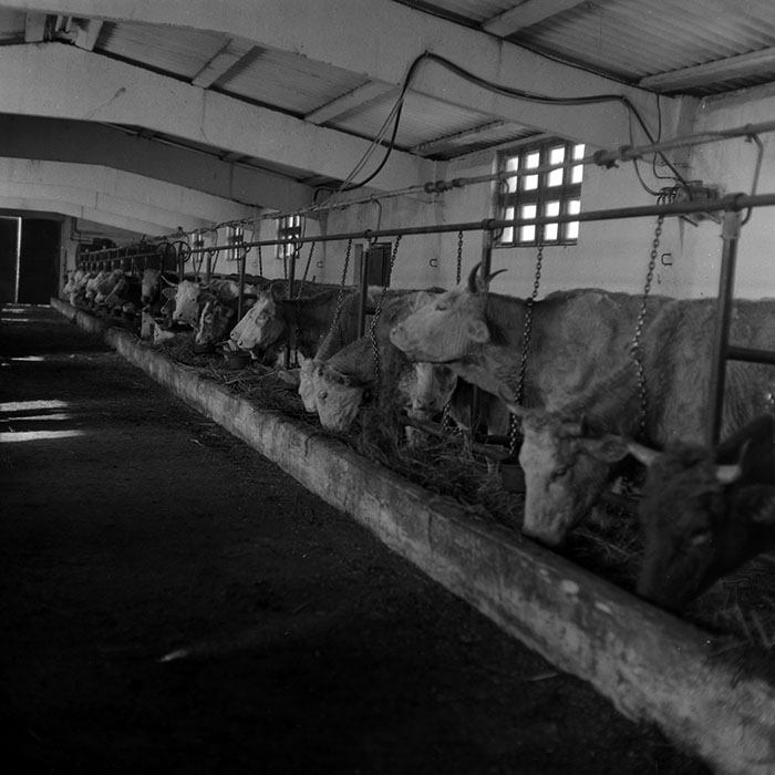 minerva_1986-1987_agrar_c4r5_031