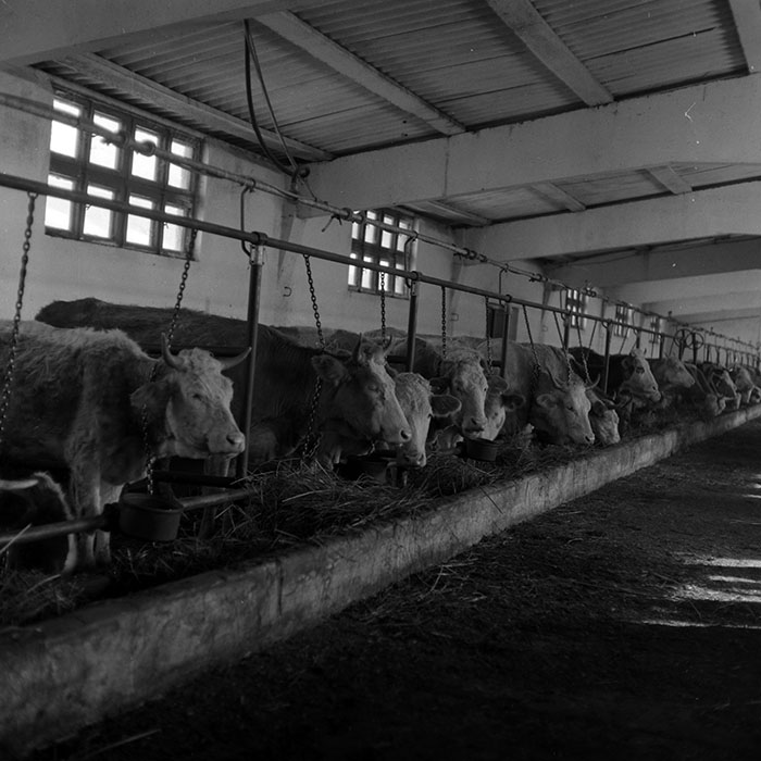 minerva_1986-1987_agrar_c4r5_033