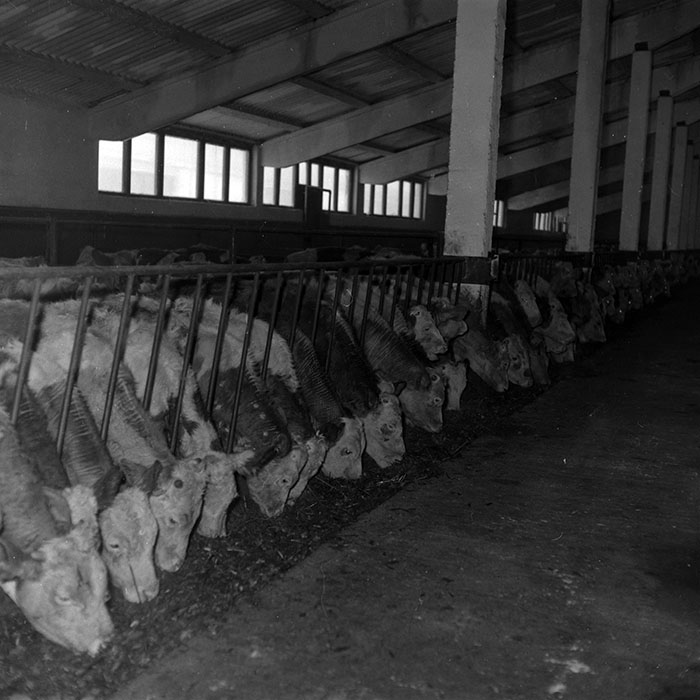 minerva_1986-1987_agrar_c5r1_004