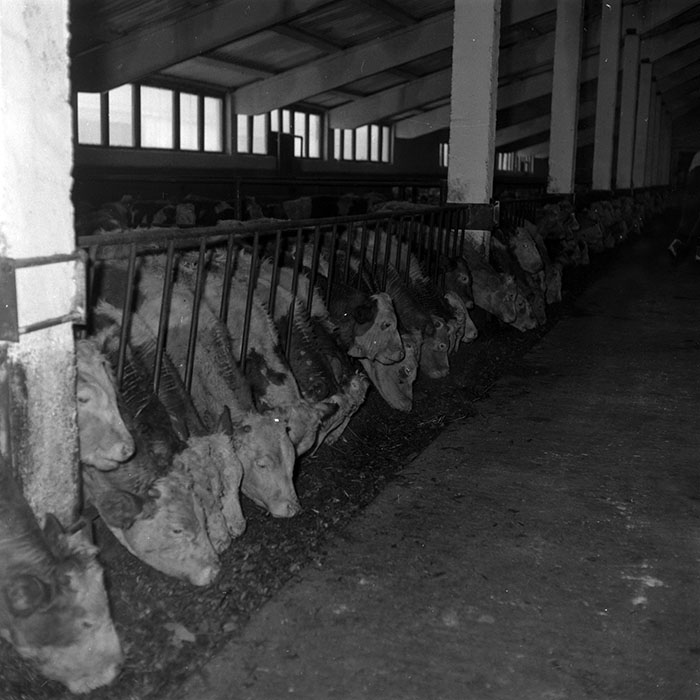 minerva_1986-1987_agrar_c5r1_005