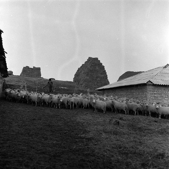 minerva_1986-1987_agrar_c5r2_005