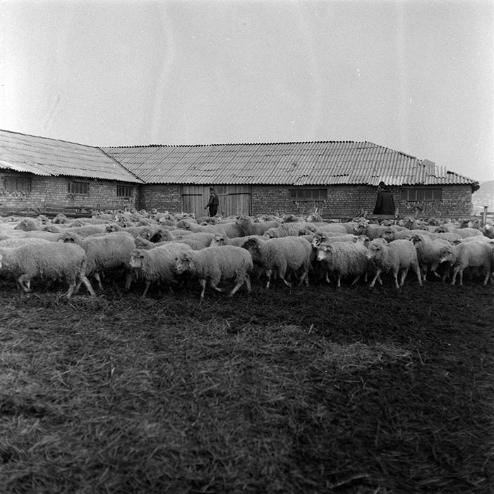 minerva_1986-1987_agrar_c5r2_007