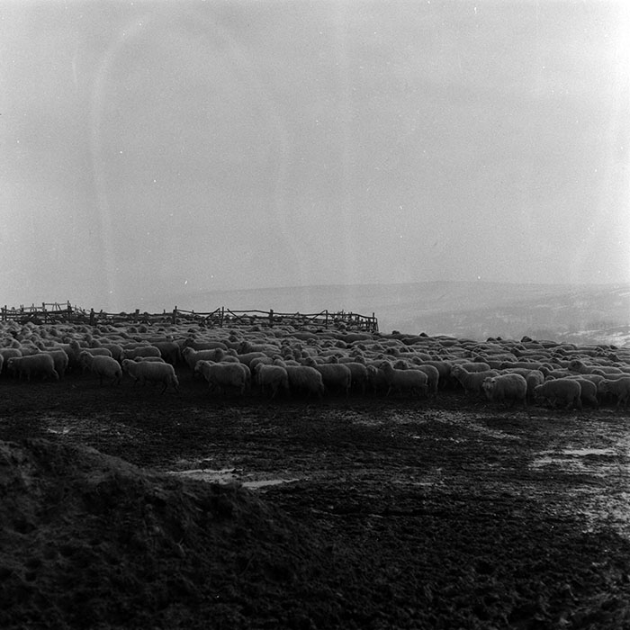 minerva_1986-1987_agrar_c5r2_008