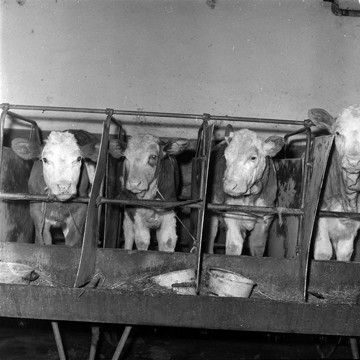 minerva_1986-1987_agrar_c5r4_003