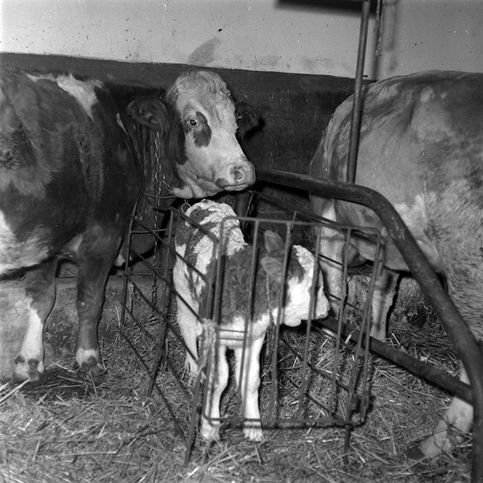 minerva_1986-1987_agrar_c5r4_005