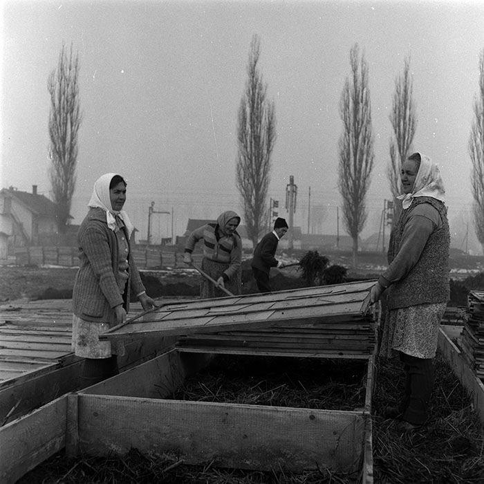 minerva_1986-1987_agrar_c5r4_008