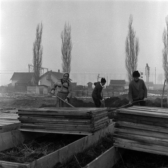 minerva_1986-1987_agrar_c5r4_009