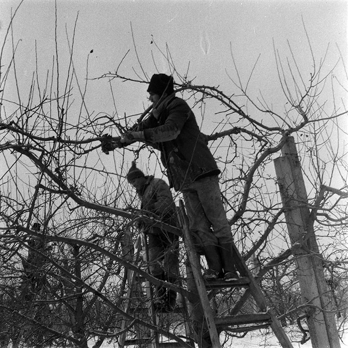 minerva_1986-1987_agrar_c6r3_001