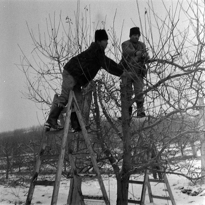 minerva_1986-1987_agrar_c6r3_003